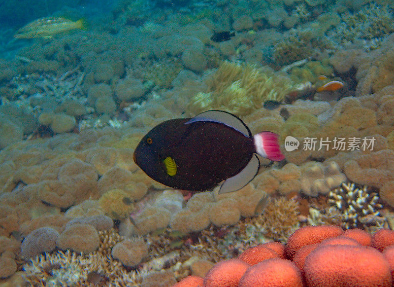 粉尾扳机鱼（Melichthys vidua）